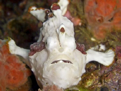 Froggie near twin rocks off anilao, Philippines. Casio ex... by Andrew Macleod 